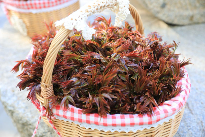 一樹“椿”香滿村