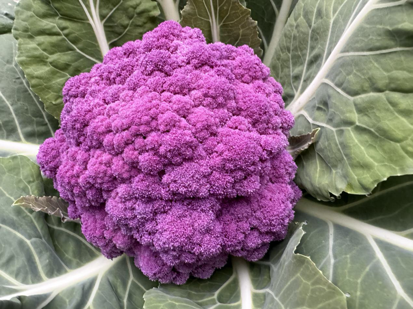 三農(nóng)科普｜特色蔬菜知一二 豐富蔬菜新世界（一）