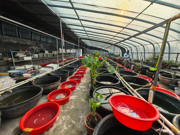 三農(nóng)科普｜北京地區(qū)春季漁業(yè)生產(chǎn)注意事項(xiàng)