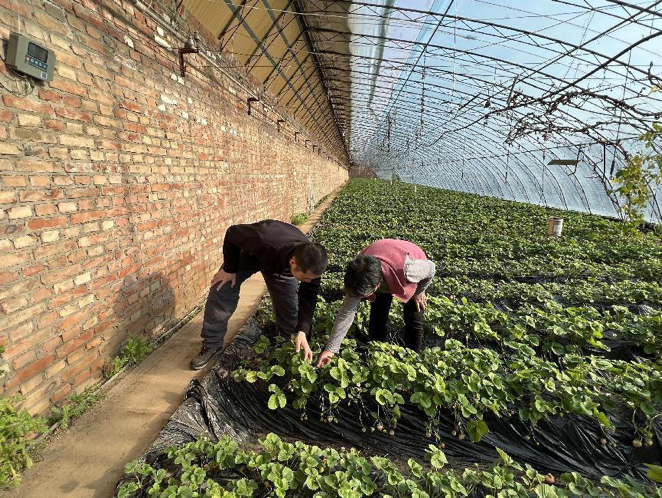 三農(nóng)科普｜科學(xué)安全用藥 保障農(nóng)業(yè)生產(chǎn)