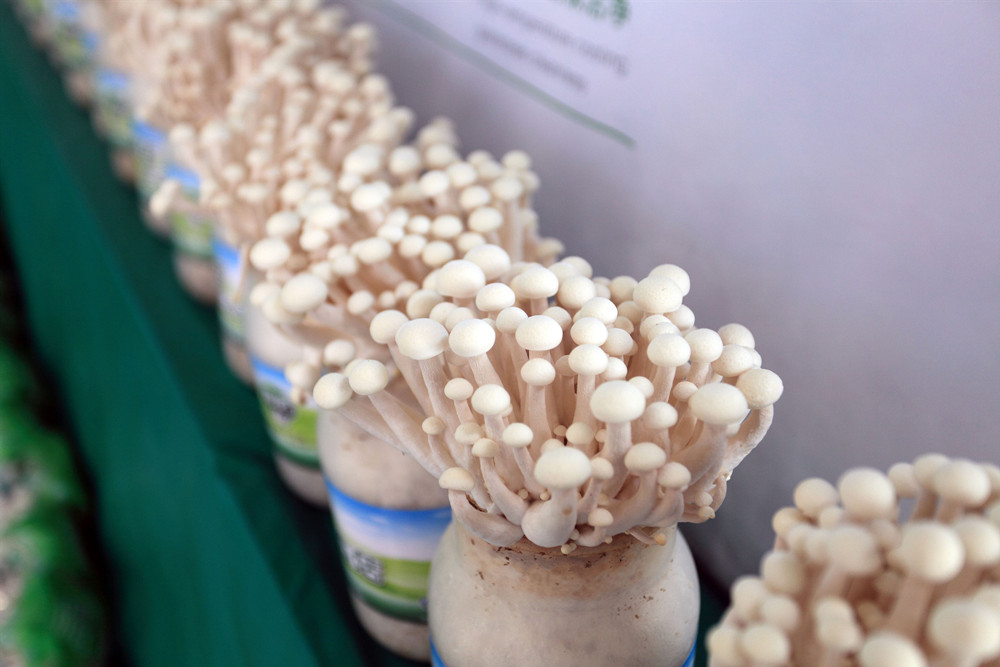 北京中菌菌業(yè)有限公司總經(jīng)理董偉：小菌菇撬動(dòng)大產(chǎn)業(yè) 