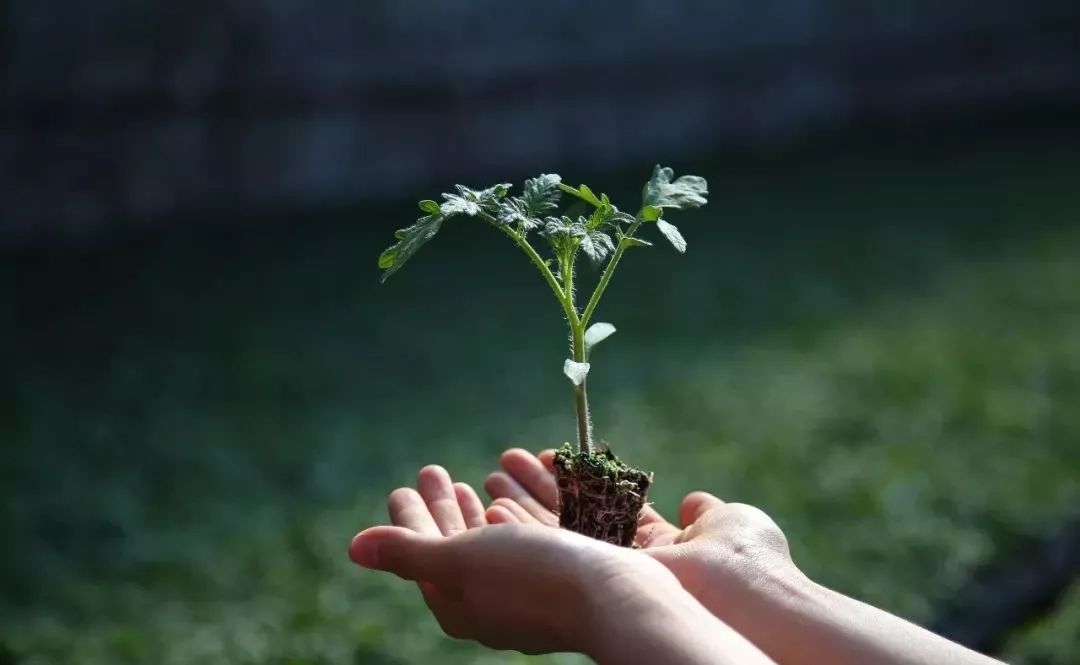 北京潼玉華碩農(nóng)產(chǎn)品產(chǎn)銷(xiāo)專(zhuān)業(yè)合作社標(biāo)準(zhǔn)化種植 助力綠色產(chǎn)業(yè)發(fā)展