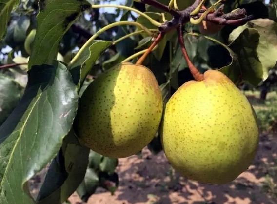 體驗大興區(qū)龐各莊鎮(zhèn)梨花村萬畝古梨園的“金把黃”