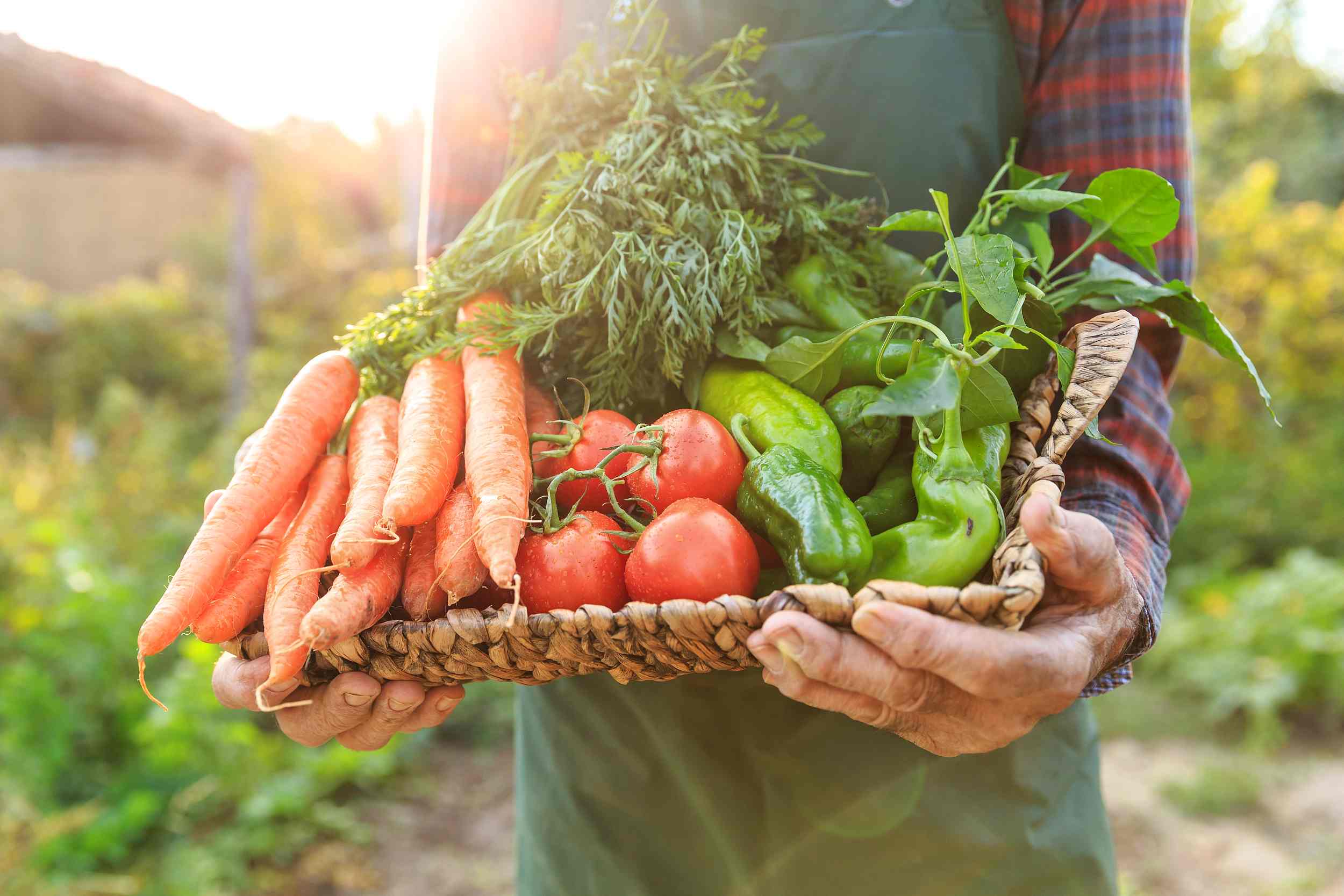 北京通州果村：“種”出京郊“芹菜第一村”