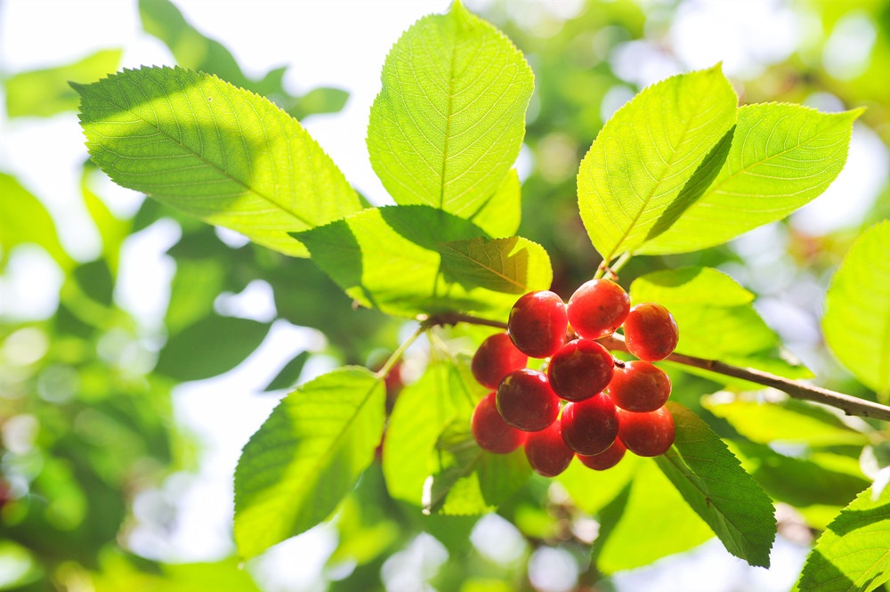 2022年北京農(nóng)田觀光季啟動 