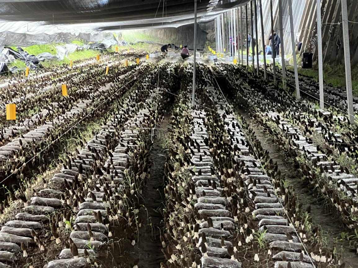 北京羊肚菌畝產(chǎn)千斤技術(shù)攻關(guān)取得進展