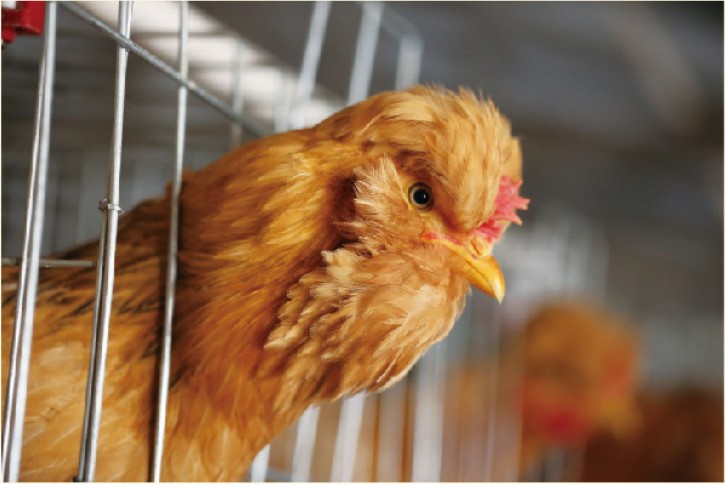 首批1.3萬只北京油雞9月落戶平谷