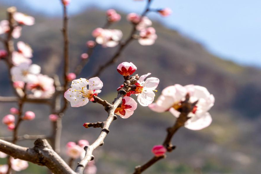 北京平谷萬畝杏花盛放 特產(chǎn)果品北寨紅杏6月進入盛果期