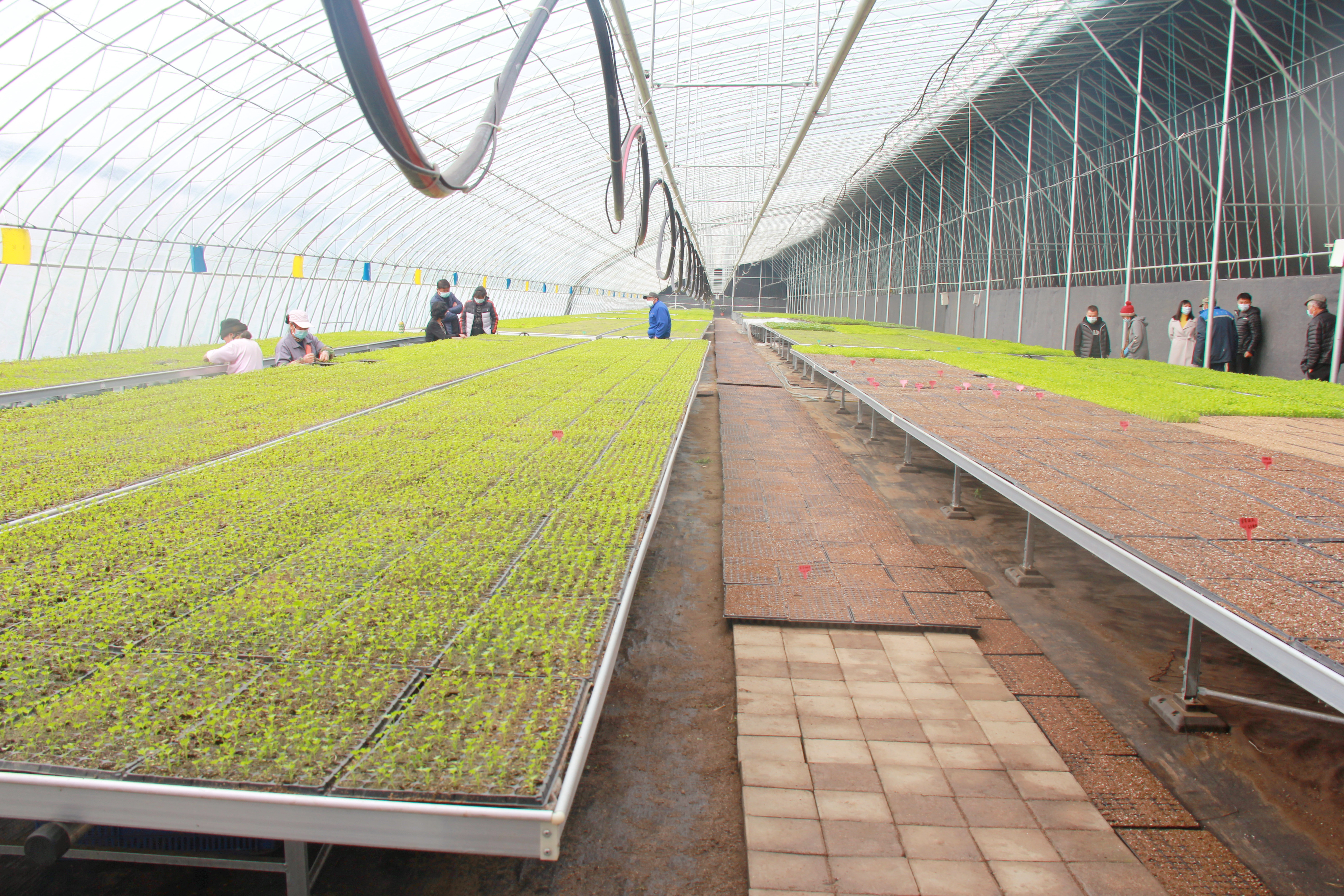 北京平谷：推動蔬菜產(chǎn)業(yè)現(xiàn)代化發(fā)展