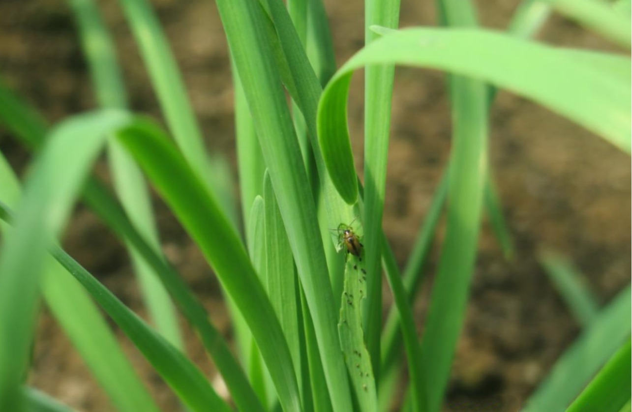韭菜地下蛀蟲——蔥黃寡毛跳甲