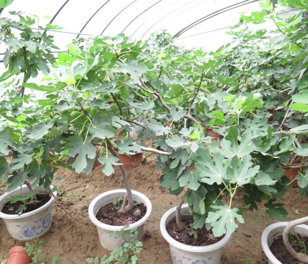 無花果盆栽技術(shù) 點(diǎn)亮家庭園藝