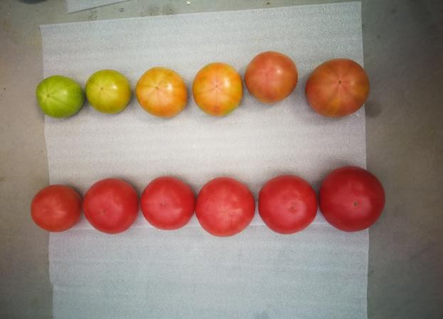 夏收蔬菜采后 請(qǐng)這樣管理