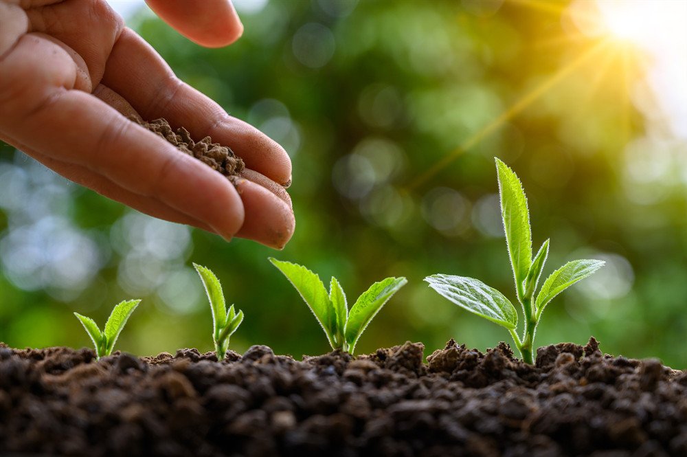 北京大興：多種蔬菜“扎根”空中 住上了“樓房”