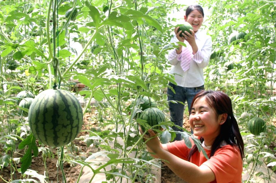 循著地標品京郊 大興西瓜甜了