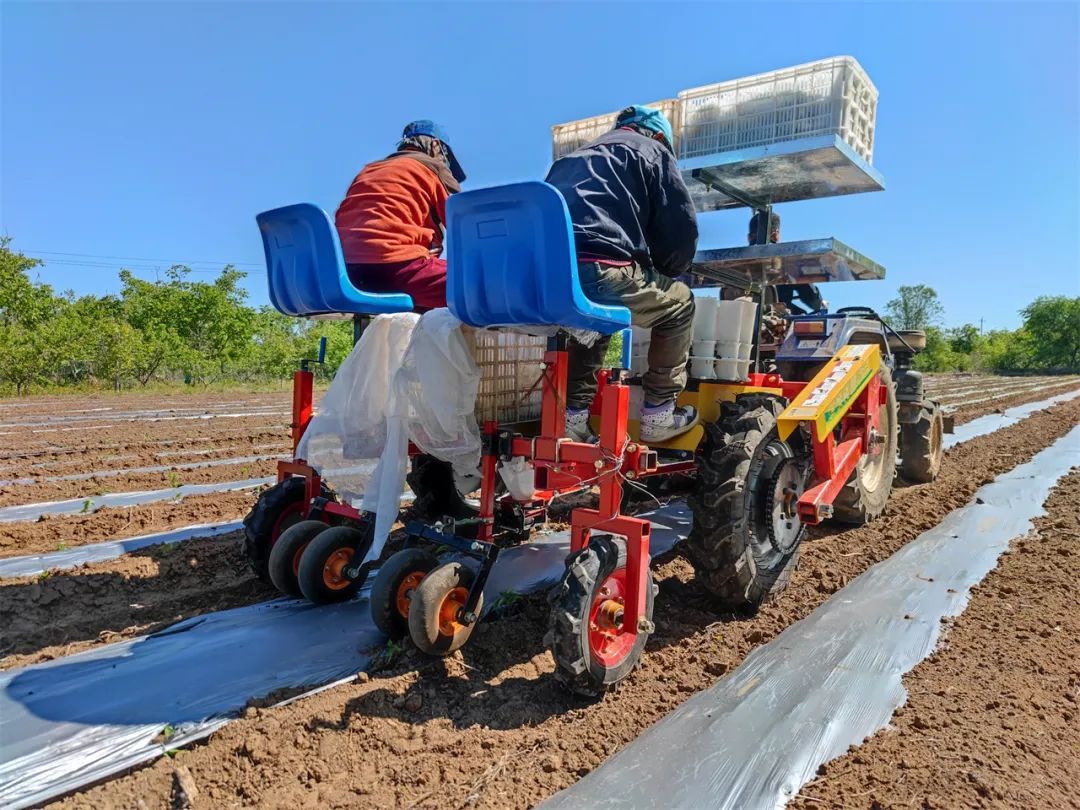 北京平谷：辣椒栽種正當(dāng)時(shí) 唱響鄉(xiāng)村振興“椒”響曲