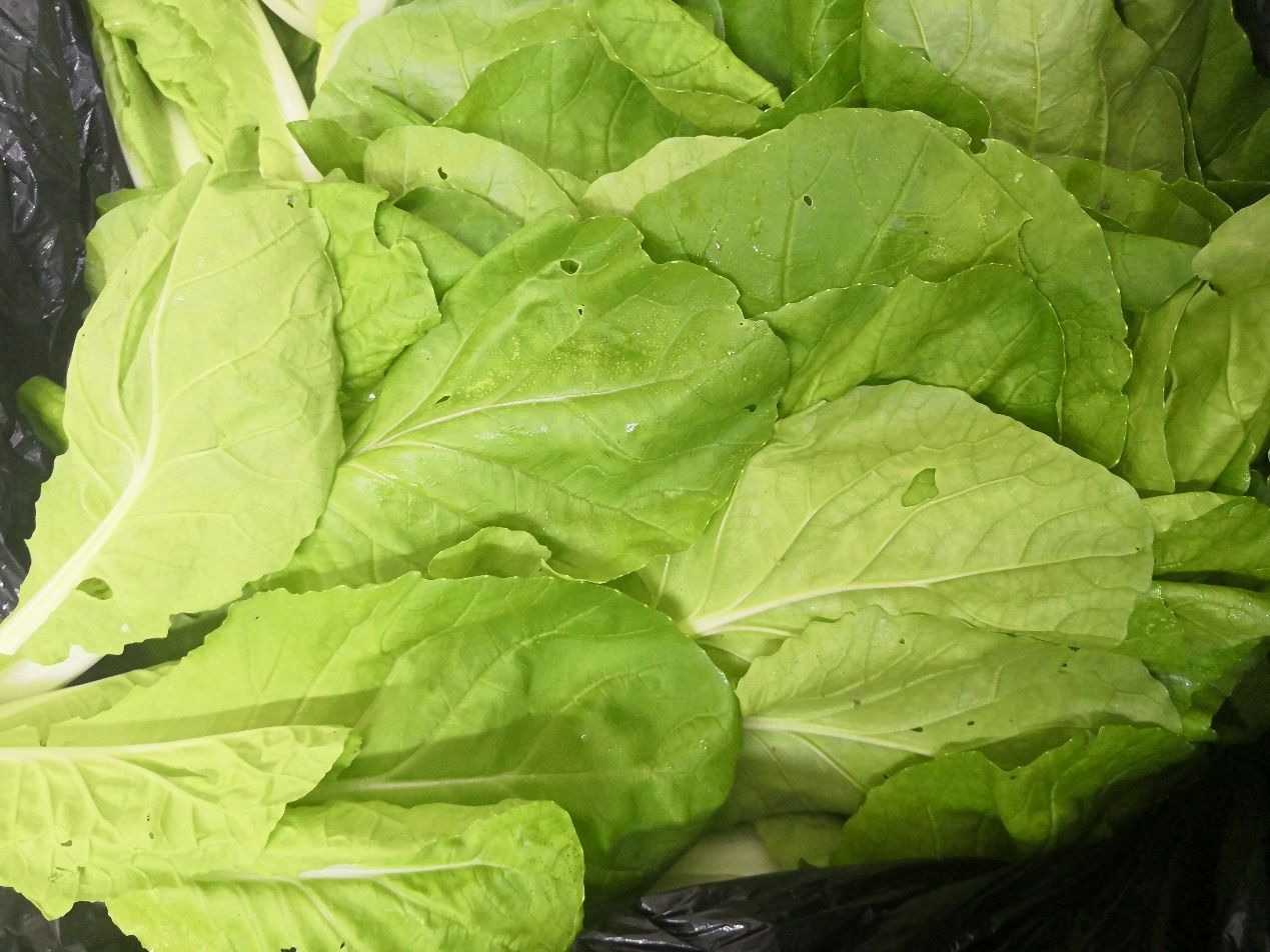 夏采白菜后 請(qǐng)這樣管理