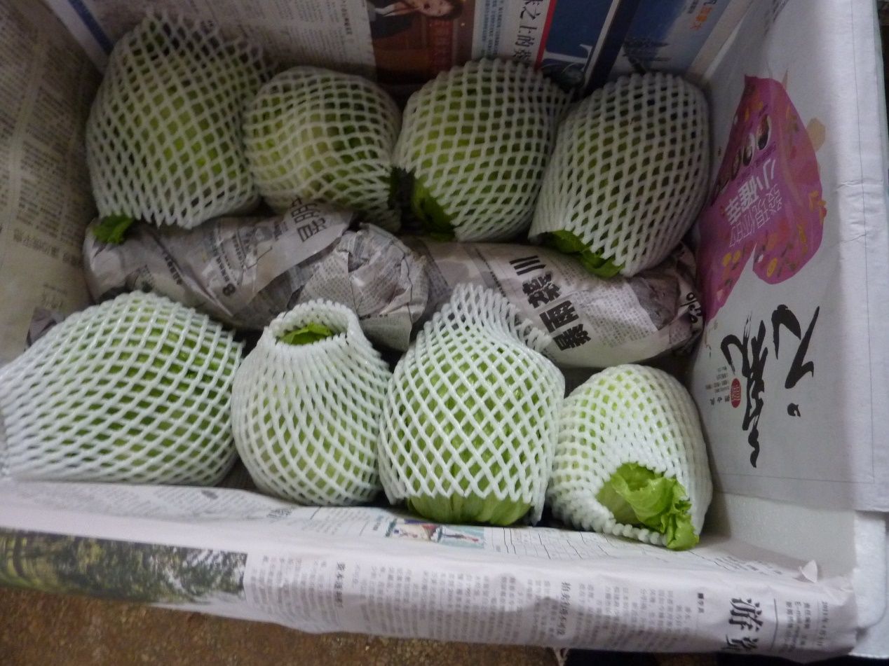 生菜夏季采后如何善用保鮮