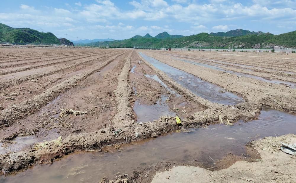 玉米播種正當(dāng)時(shí) 專家教你這樣做