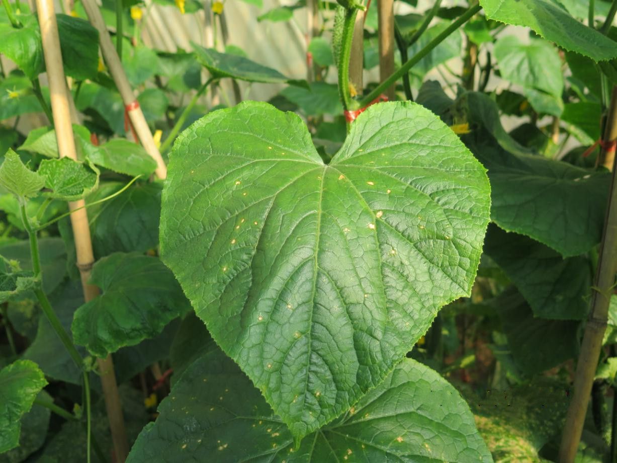 帶你認(rèn)識(shí)蔬菜的疑難雜癥——黃瓜靶斑病