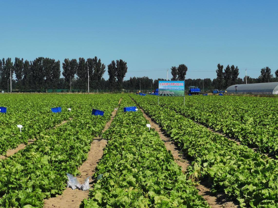 北京：緩控釋肥與農(nóng)機結(jié)合 實現(xiàn)高效蔬菜生產(chǎn)