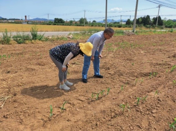 北京密云大豆玉米帶狀復(fù)合種植出苗期如何管理