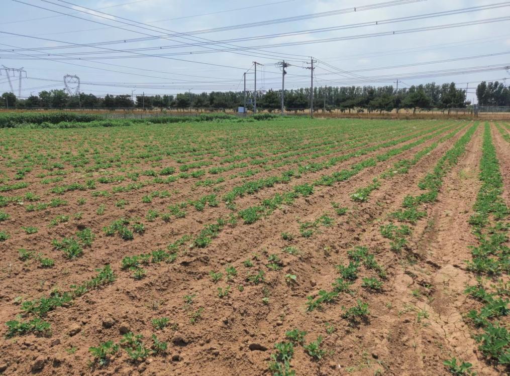 抓緊做好花生苗期管理