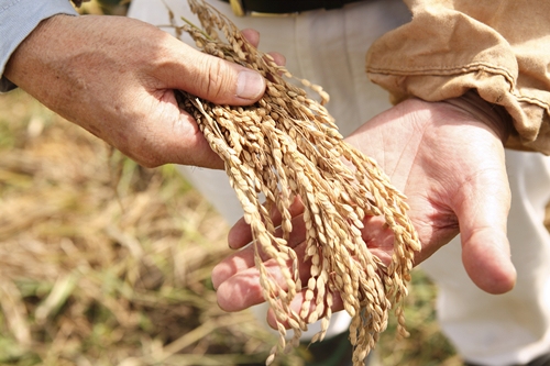 北京發(fā)布《關(guān)于做好2022年北京市小麥留種保種工作的意見》