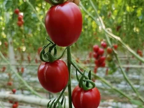 番茄裂果原因大揭秘 專家支招讓您輕松防治