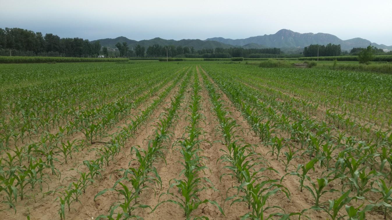 夏玉米施肥關(guān)鍵期 如何減量增效是關(guān)鍵