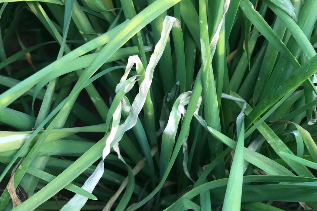 韭菜要想長的好 養(yǎng)根防疫莫忘了