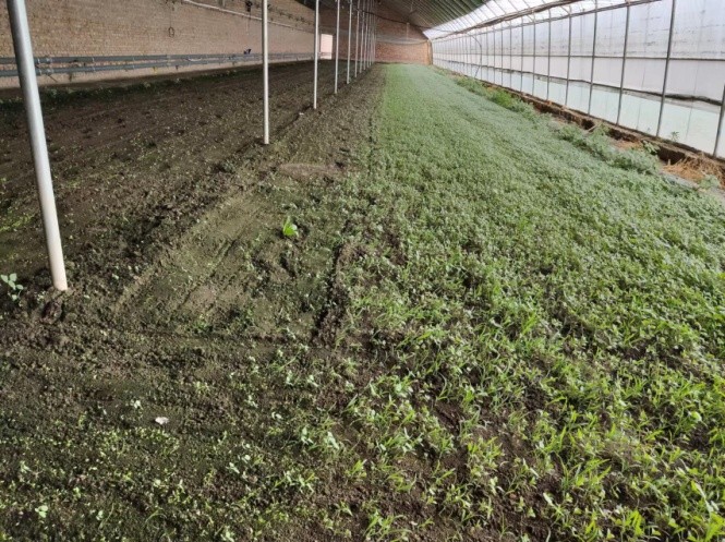 大棚小葉菜防草難 一個(gè)小妙招 省事又有效