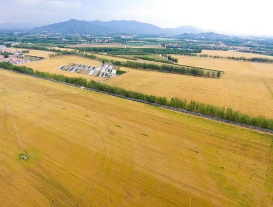 北京密云區(qū)小麥開鐮 豐收如畫