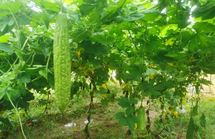 夏收苦瓜采后管理要點(diǎn)