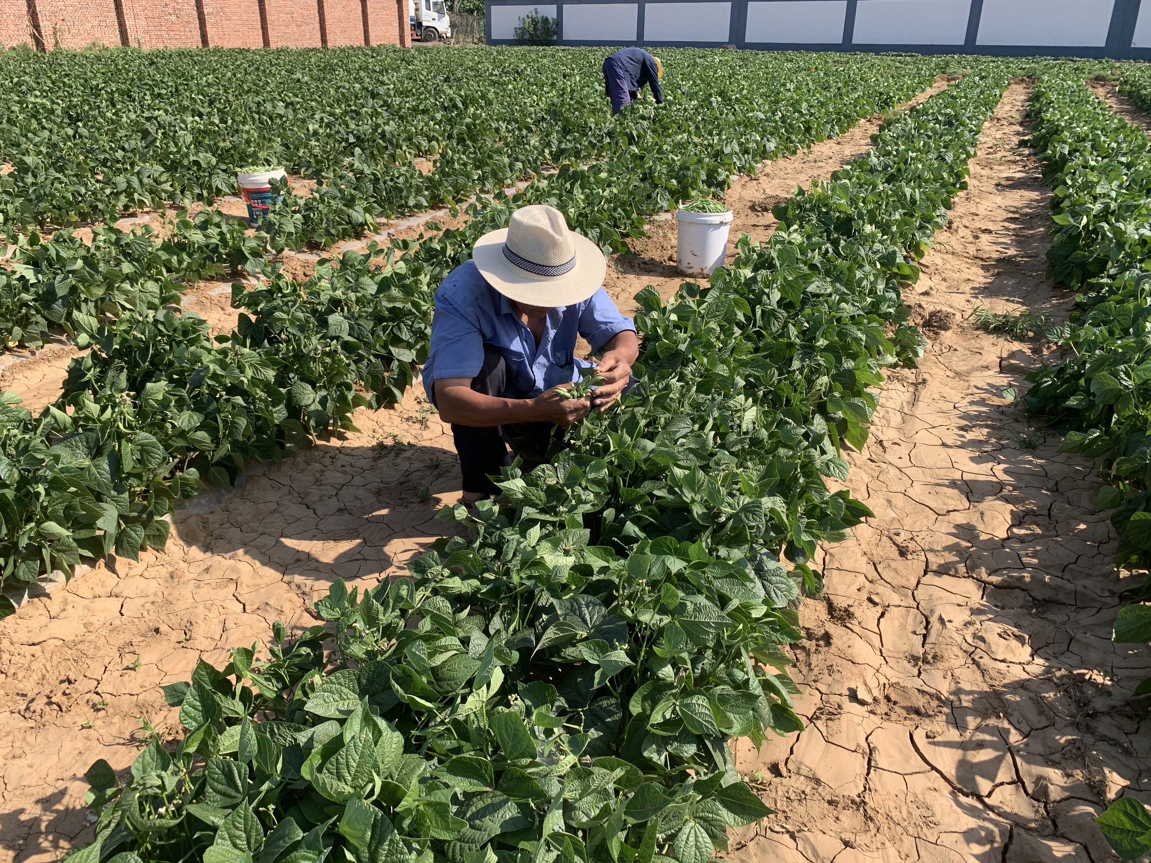 北京平谷“大旺務(wù)豆角”回來了