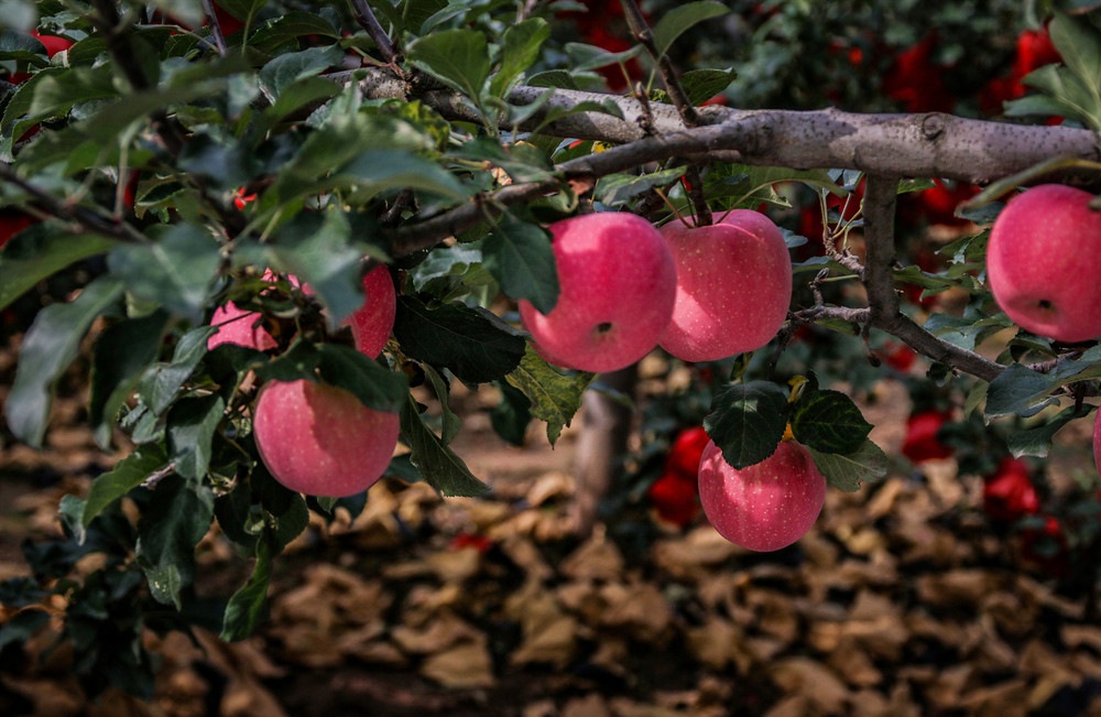 北京市農(nóng)業(yè)農(nóng)村局助力農(nóng)產(chǎn)品銷售 打通上行通道 