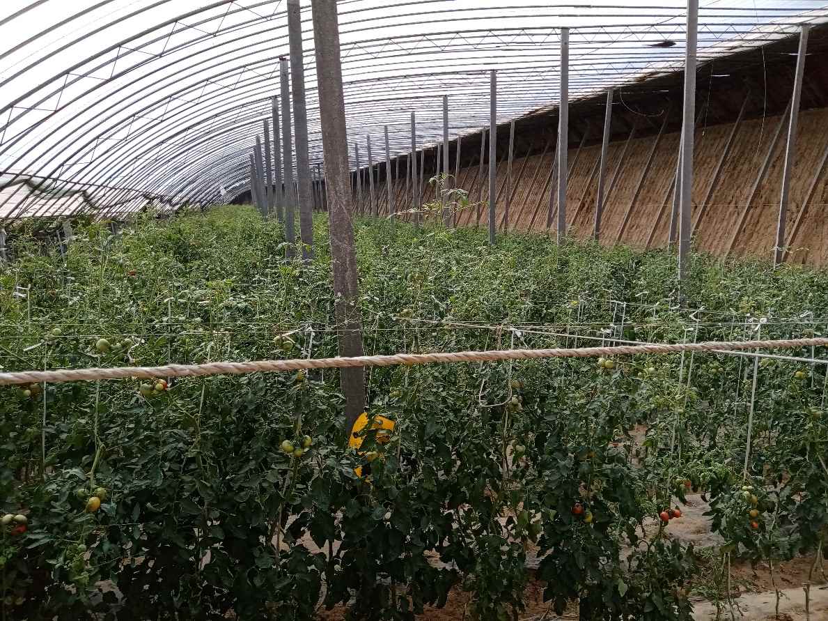 夏季高溫 設施春茬番茄如何管理