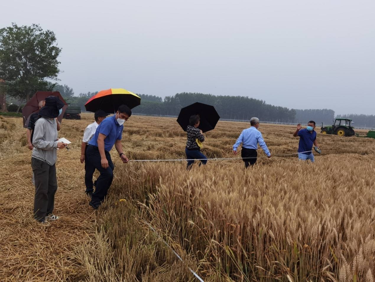 房山區(qū)冬小麥2022年又創(chuàng)北京單產(chǎn)新紀錄