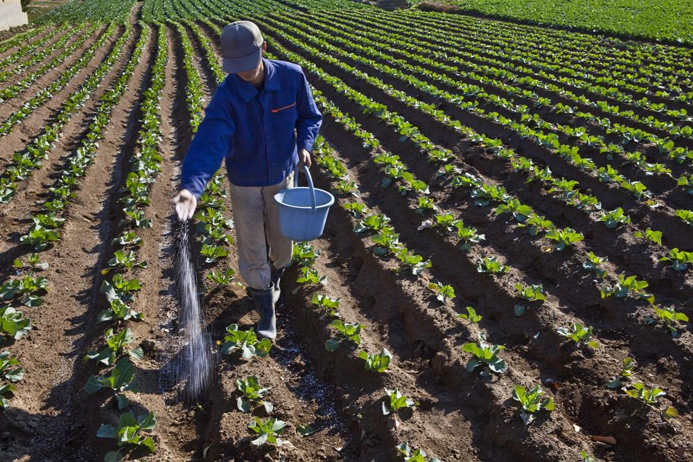 北京市順義區(qū)大力推廣應(yīng)用有機肥替代化肥