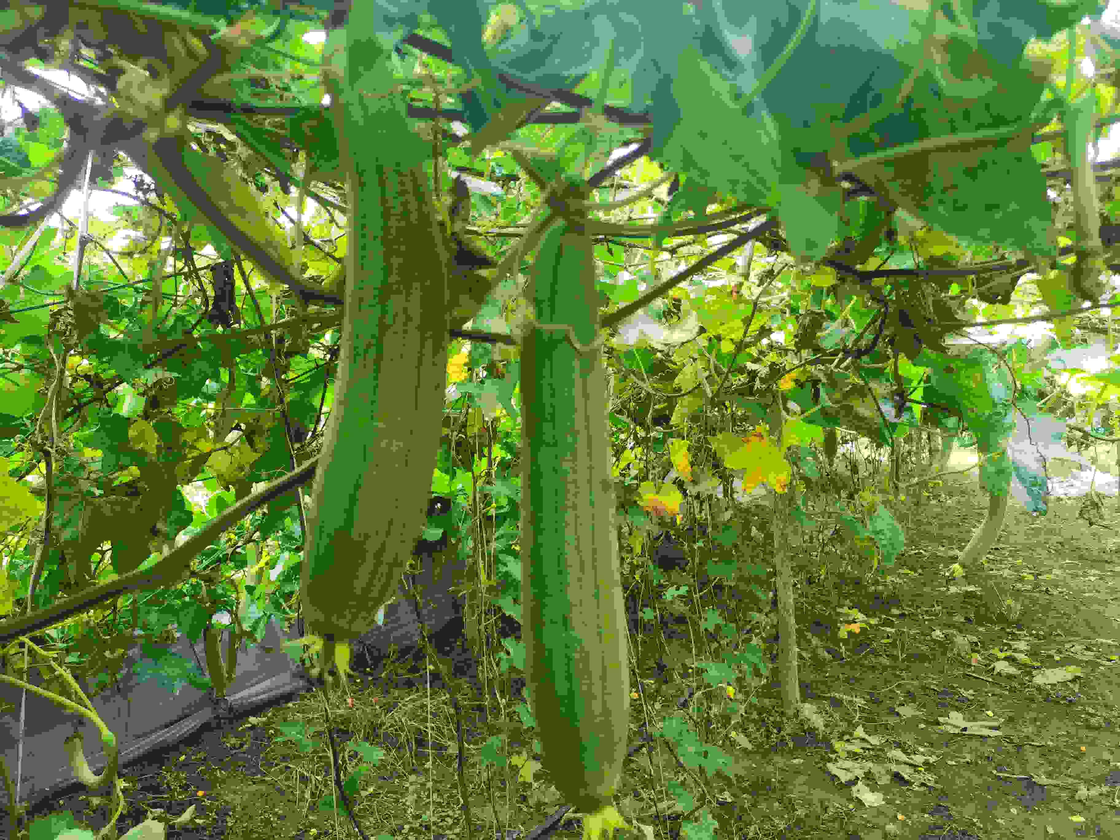 農業(yè)專家支招 夏收絲瓜巧管理 