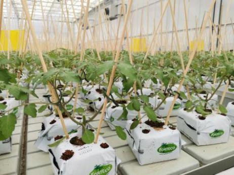 播期將至 智能溫室番茄如何高效育苗