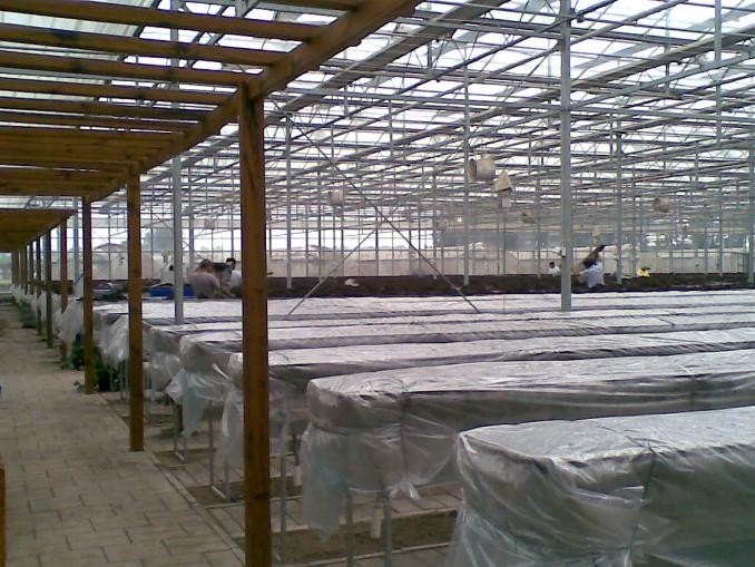 草莓結束本茬生產之后 如何做好土壤（基層）消毒工作