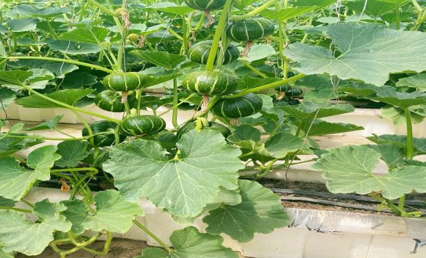 京郊無土栽培貝貝南瓜試種成功