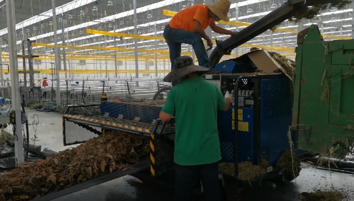 智能溫室番茄生產后 如何進行溫室清理及消毒