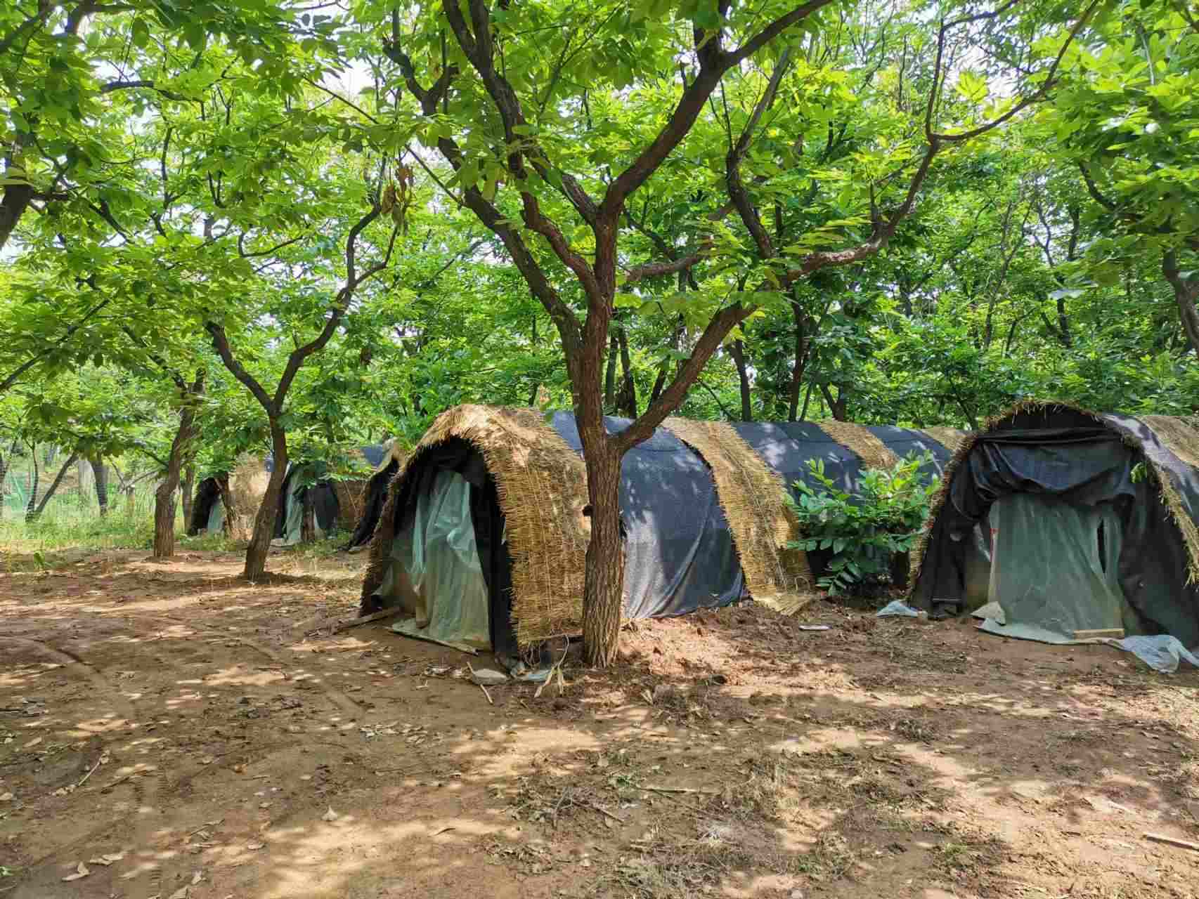 北京昌平：栗蘑成熟 采摘可持續(xù)至7月初