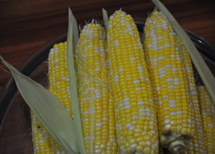 鮮食甜玉米采后 貯藏保鮮技巧