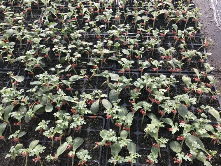 西瓜育苗正當時 汛期管理要注意