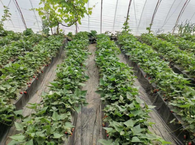 京郊草莓套種模式實現(xiàn)綠色高效