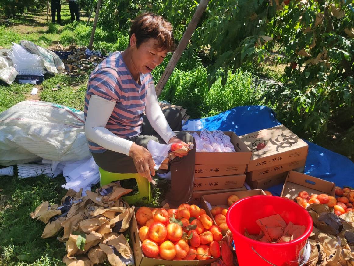 打開平谷鮮桃背后的故事