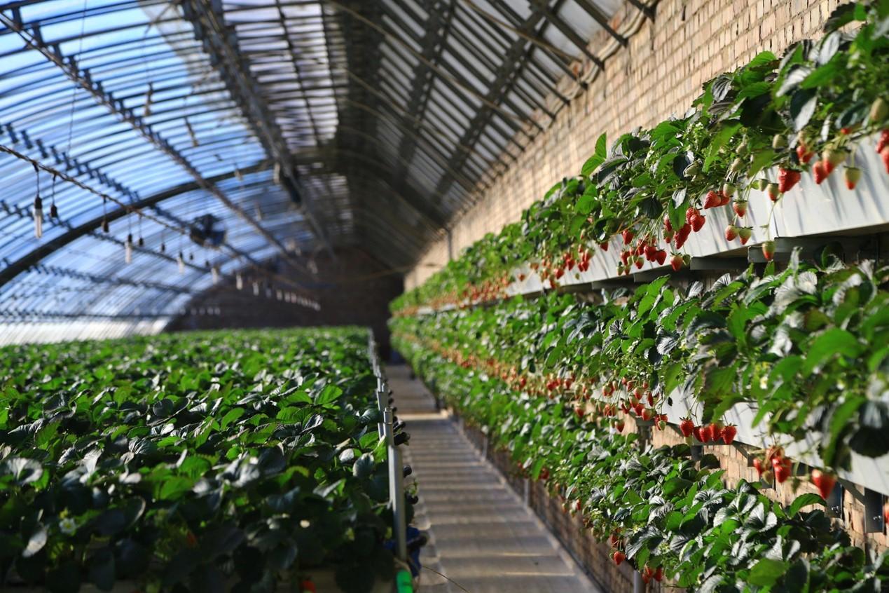 打造5G智慧溫室引領草莓智能化生產