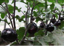 秋冬季節(jié) 設施茄子科學施肥技術指導意見